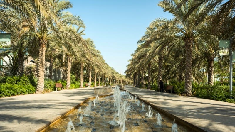 A stunning palm tree-lined avenue in Abu Dhabi, one of the many free places to visit in the city.