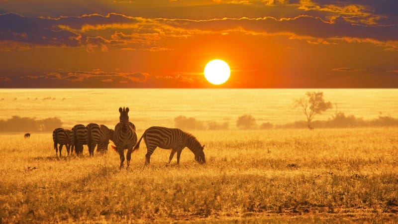 Zebras in the golden glow of sunset at Etosha National Park, highlighting a wildlife destination in Namibia.