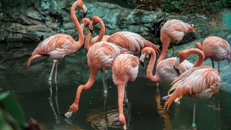 Flamingos wading in the water at a wildlife sanctuary, a key attraction for nature lovers in Trinidad.