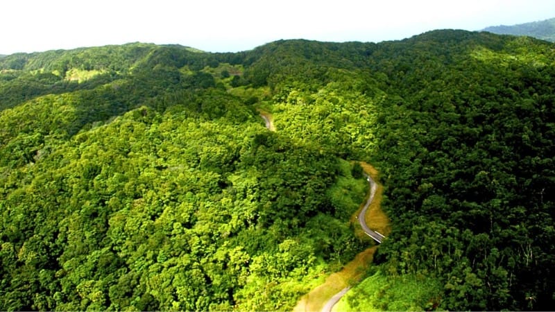 Aerial view of lush green hills and winding roads in the Main Ridge Forest Reserve, a must-see tourist attraction in Tobago.