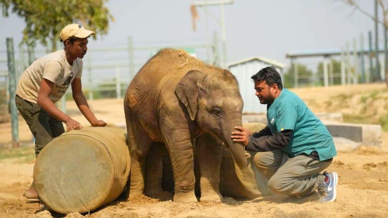 Dedicated staff caring for an elephant at the Wildlife SOS rescue center in Agra.