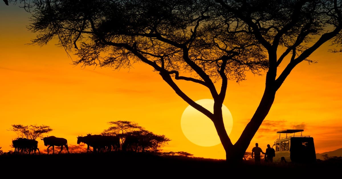 Getting around Kenya on a budget - Silhouette of an acacia tree and wildebeest at sunset in Kenya.
