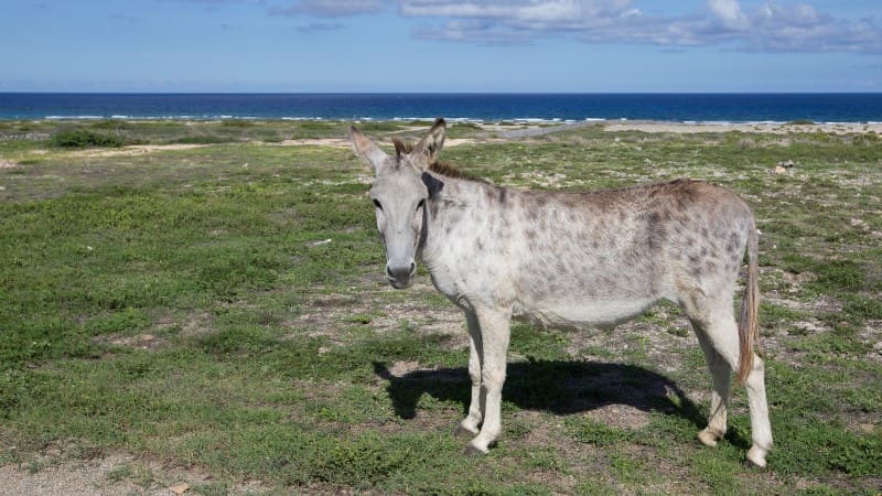 A lone donkey standing near the coastline in Arikok National Park.