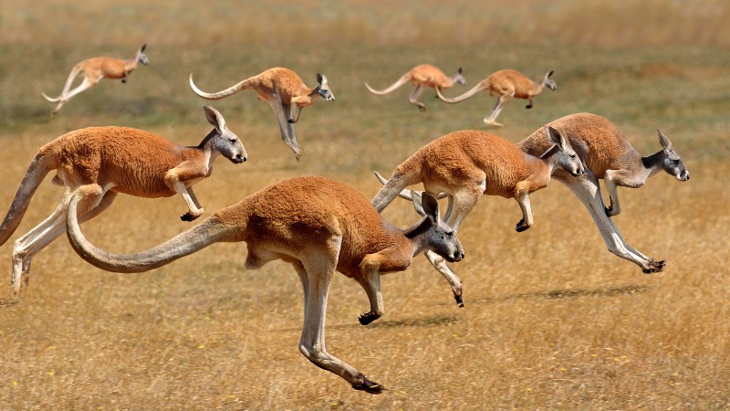 Kangaroos hopping across a field, showcasing Australia's unique wildlife.