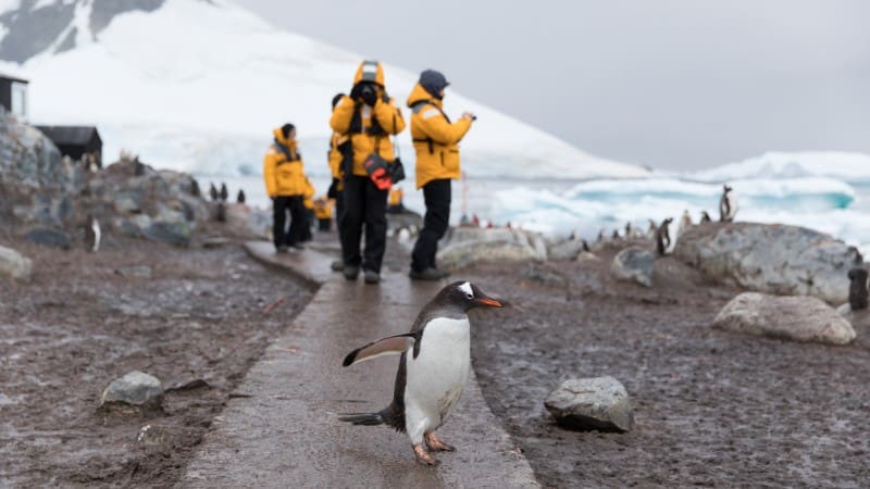 Tourists in yellow jackets watch a penguin stroll along a snowy path.