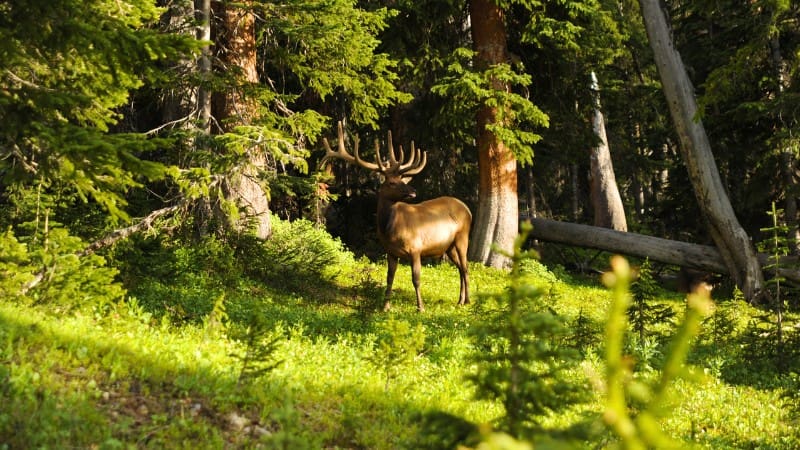 Elk sighting in Banff's forest, a highlight of summer activities in the park.