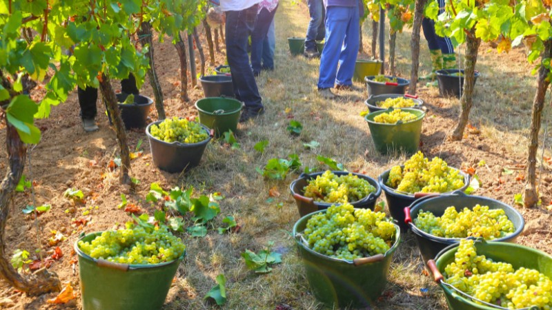 Argentina wine harvest: Workers picking grapes in vineyard, filling buckets.