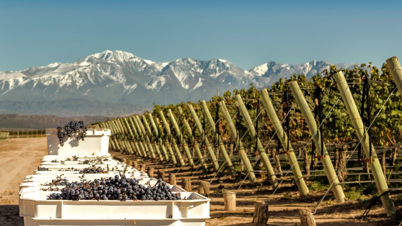 Mendoza vineyards with Andes backdrop, featuring harvested Malbec grapes.