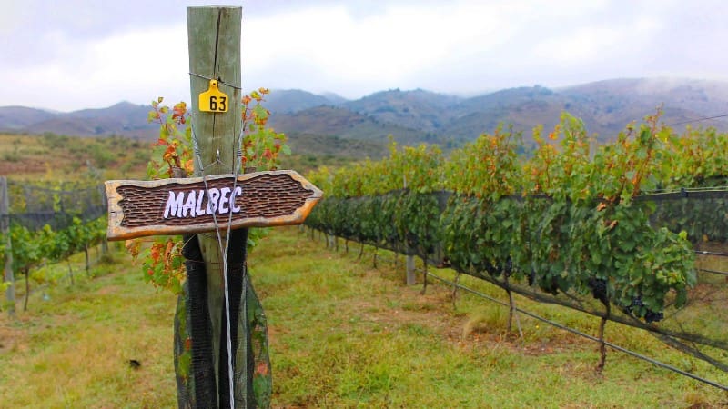 Malbec vineyard in Argentina marked by rustic sign among rolling hills.