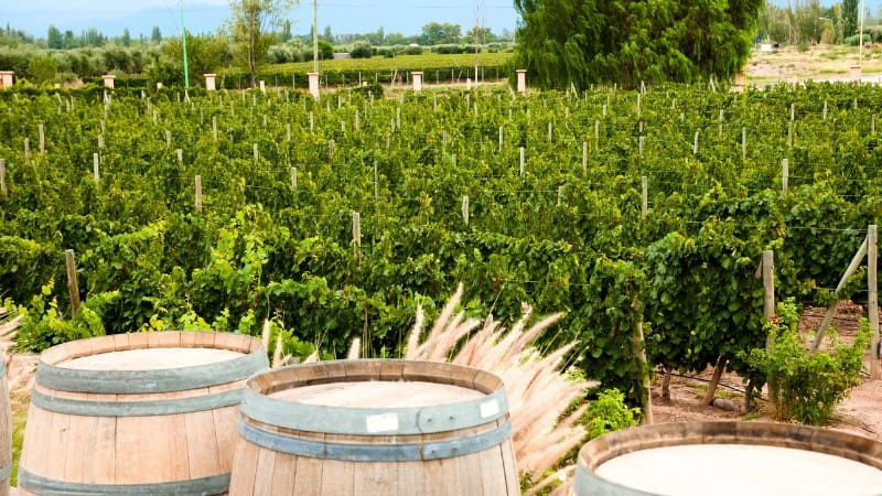 Argentine winery showcasing green vines and oak barrels for wine production.